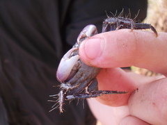 Metopograpsus thukuhar