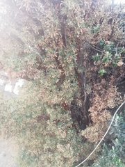 Polylepis
