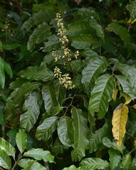 Toechima daemelianum