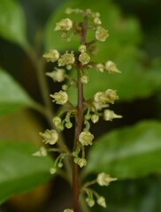 Toechima daemelianum
