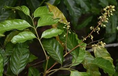 Toechima daemelianum