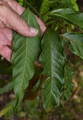 Toechima daemelianum