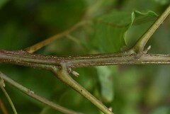 Toechima daemelianum