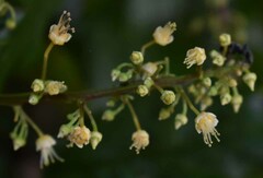 Toechima daemelianum