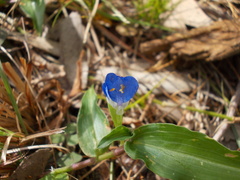 Commelina cyanea