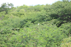 Xolmis irupero niveus