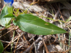 Commelina cyanea