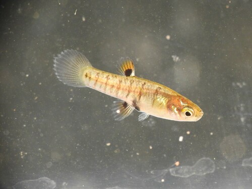 Least killifish (Heterandria formosa) — Poeciliidae — 3