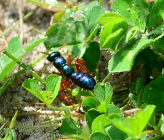 Diamma bicolor