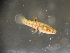 Heterandria formosa
