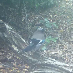 Garrulus glandarius japonicus