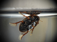 Tropisternus collaris