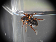 Tropisternus collaris