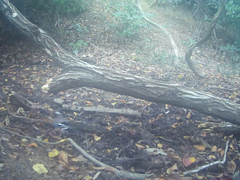 Garrulus glandarius japonicus