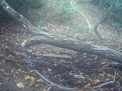 Garrulus glandarius japonicus