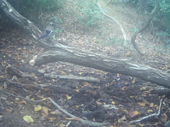 Garrulus glandarius japonicus