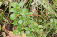 Coprosma hirtella