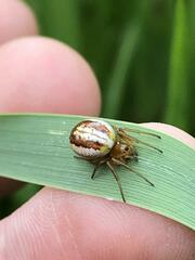 Araneus pratensis