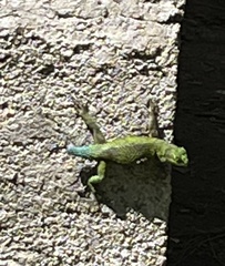 Sceloporus formosus