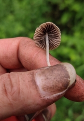 Psathyrella