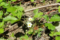 Fragaria iinumae