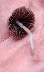 Psathyrella