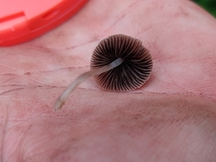 Psathyrella