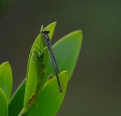 Austroagrion watsoni