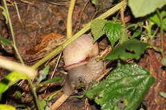 Megalobulimus oblongus