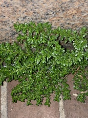 Pilea microphylla
