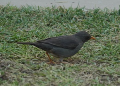 Turdus smithi