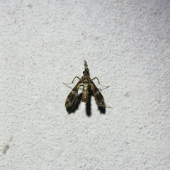 Lineodes