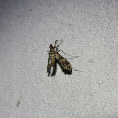 Lineodes