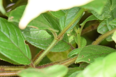 Drymonia alloplectoides