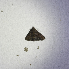 Metalectra praecisalis