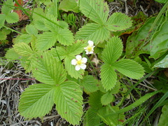 Fragaria nipponica