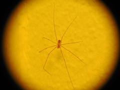 Crossopriza lyoni