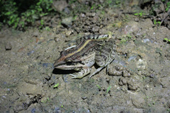 Leptodactylus fuscus