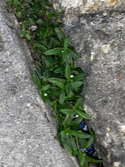Oldenlandia corymbosa