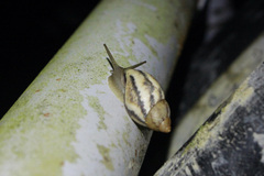 Plekocheilus glaber