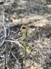 Caladenia tessellata