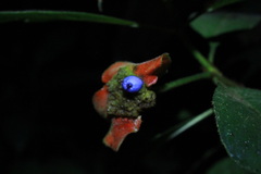 Palicourea tomentosa