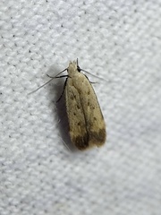 Anacampsis