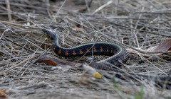 Thamnophis sirtalis concinnus