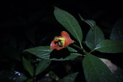 Palicourea tomentosa