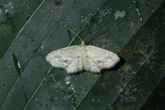 Scopula subquadrata