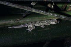 Thecadactylus rapicauda