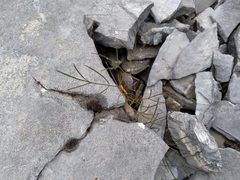 Anisotome filifolia