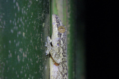 Thecadactylus rapicauda