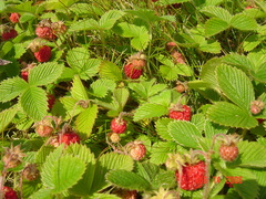 Fragaria nipponica